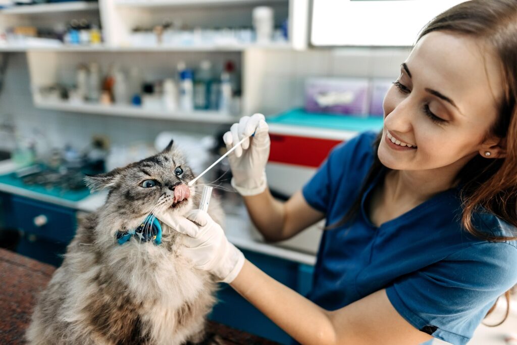 cat getting a swab at vet exam