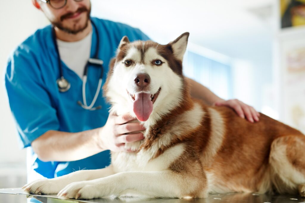 husky lying on exam table