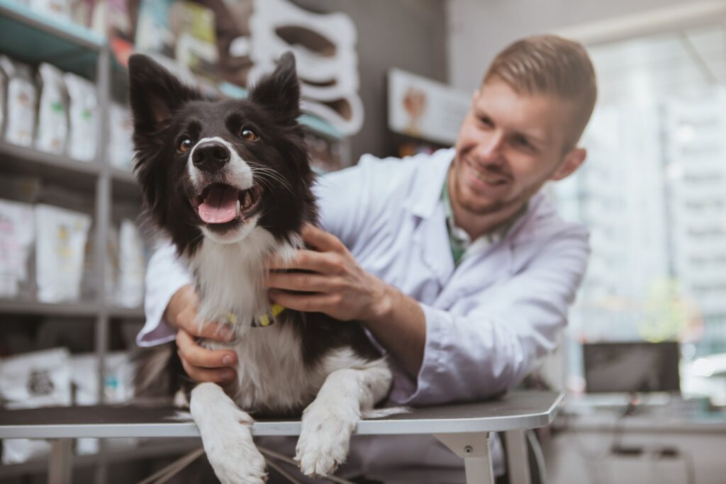 aussie dog lying on vet table