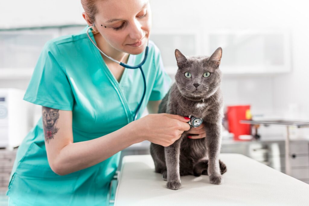 vet tech checks heart rate of russian blue cat on exam table