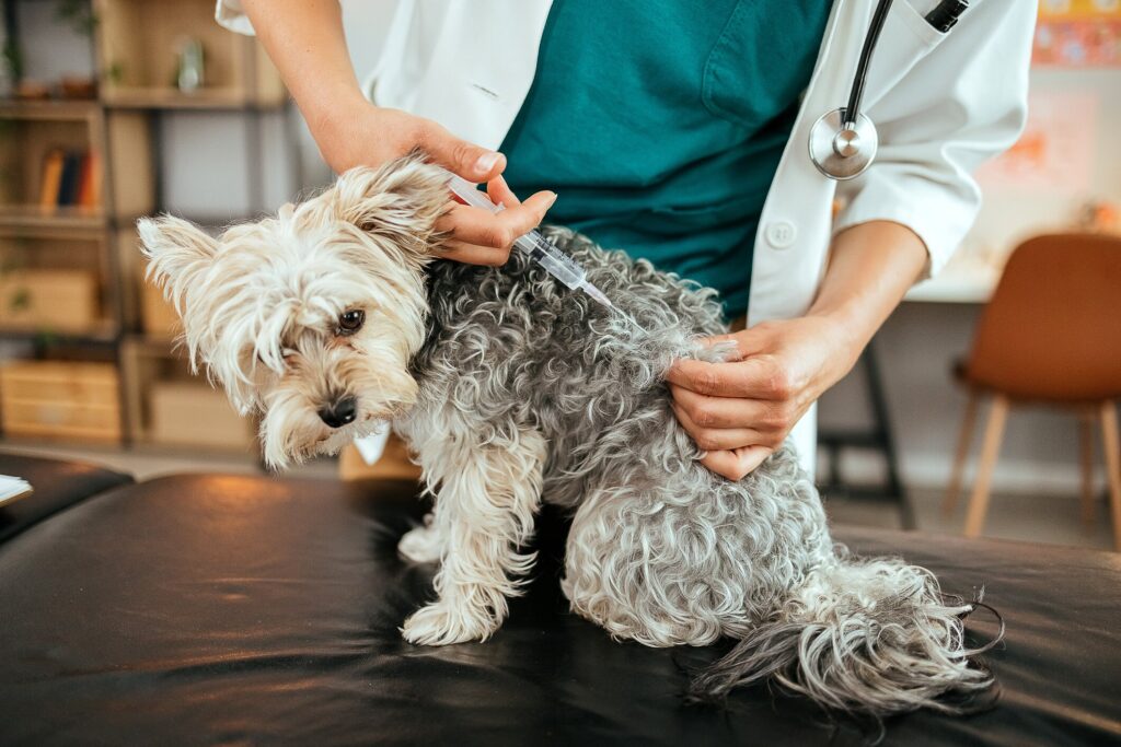 fluffy grey dog sitting on exam table getting injection from vet