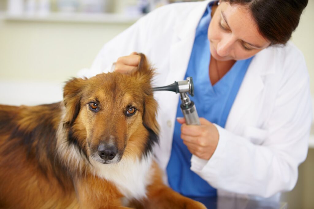 dog getting ear checked by vet