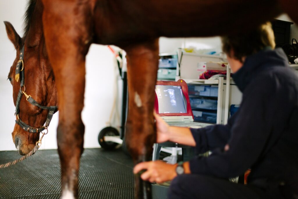 equine vet takes an ultrasound of a horse's joint while horse stands in front of him.
