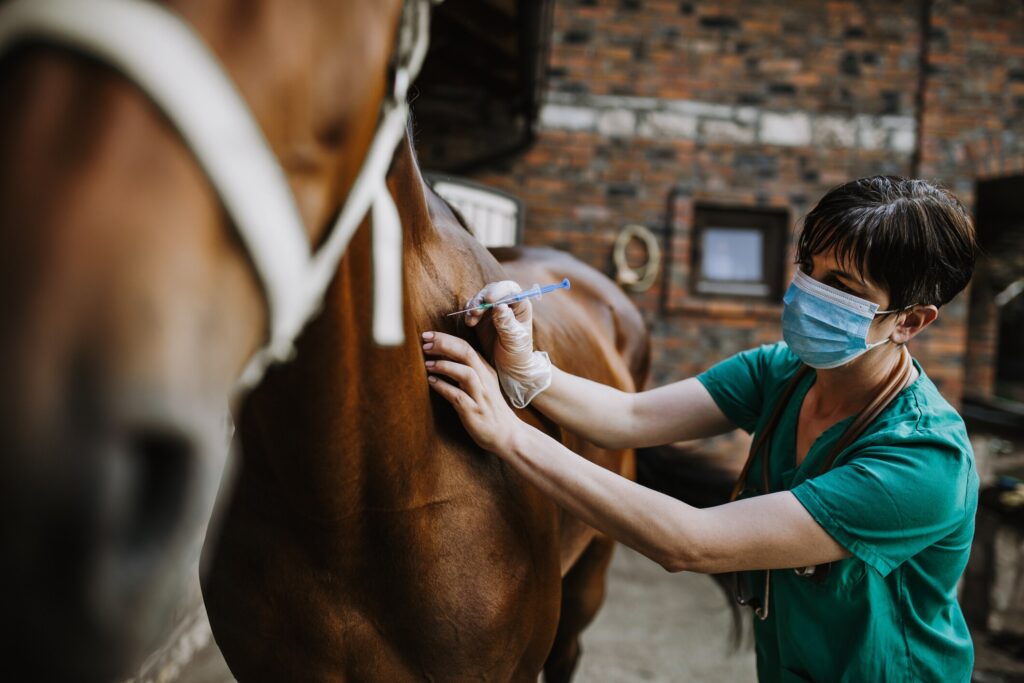 equine veterinarian injects a medication through a syringe into a horse's side.