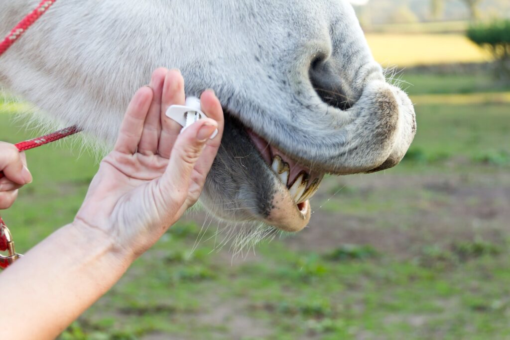 white horse mouth being administered medication through application of the mouth.