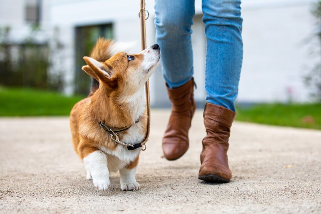 corgi-on-leash-walking-next-to-human