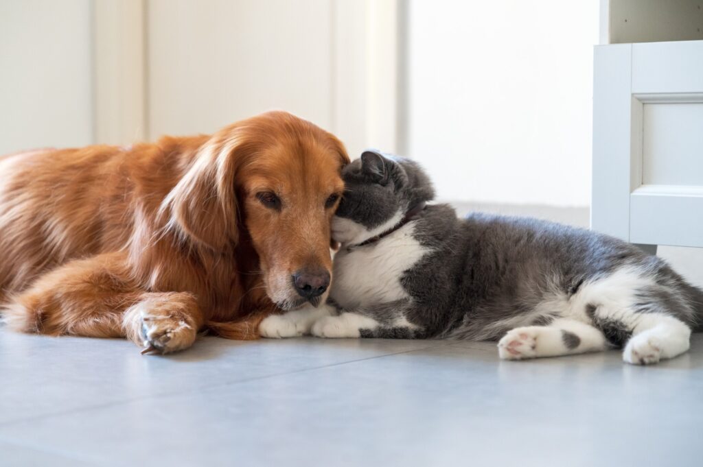 golden retriever and gray and white cat snuggle on the floor together.