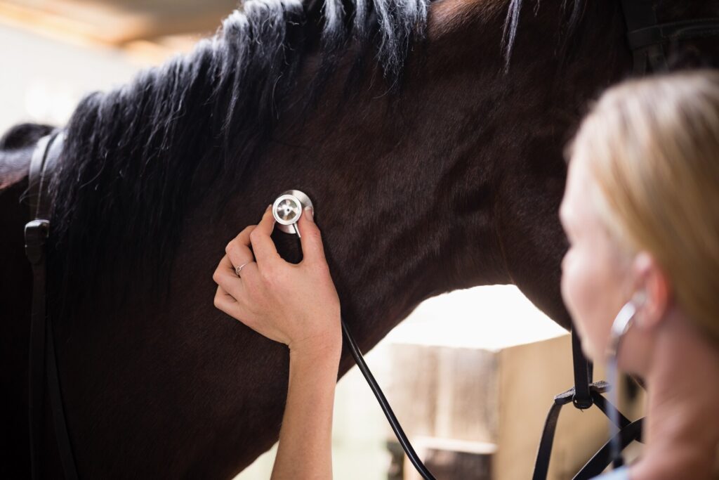 close-up of vet using stethoscope to check heart rate on brown horse