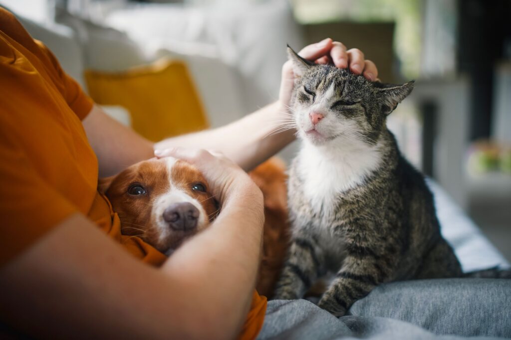 dog and cat on person's lap