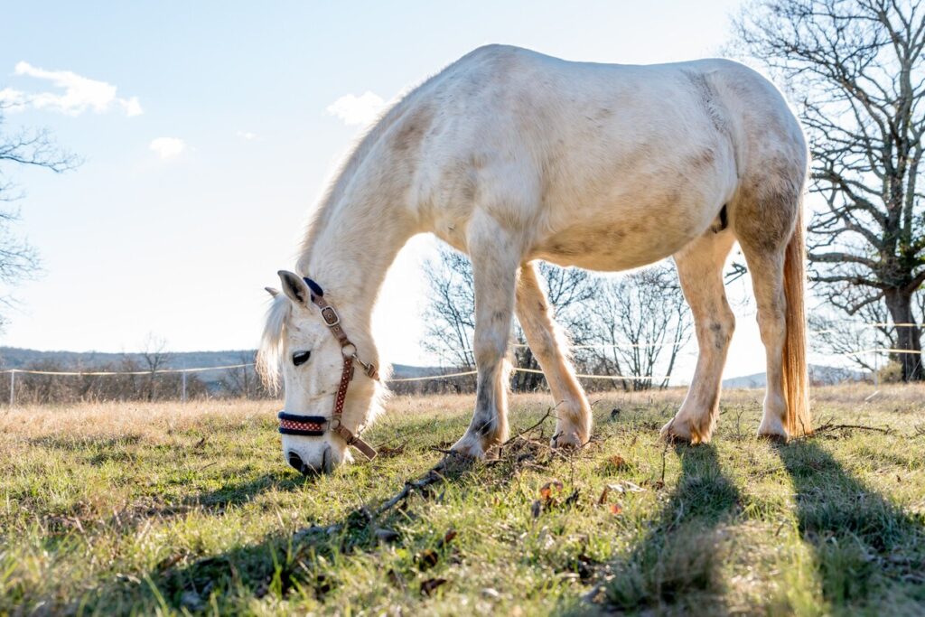 welsh cob