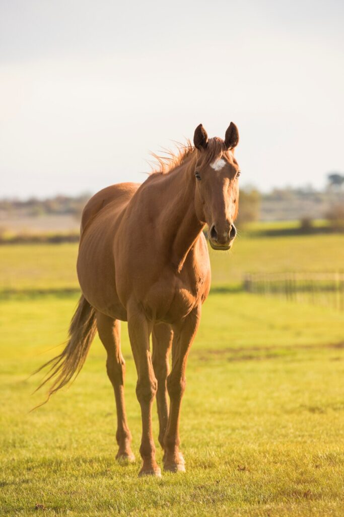 English thoroughbred
