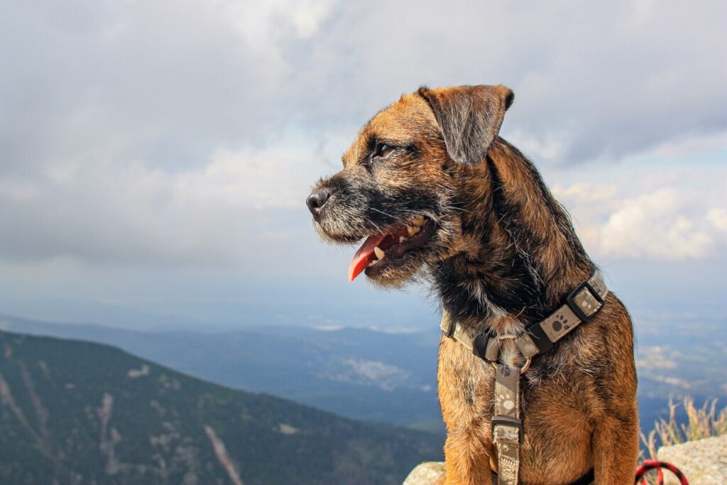 scruffy border terrier sitting in front of mountains and looking to the side