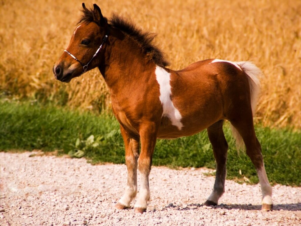 American miniature horse