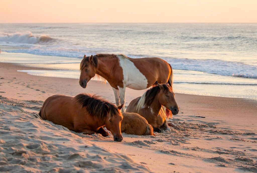 Assateague/Chincoteague horses on the beach