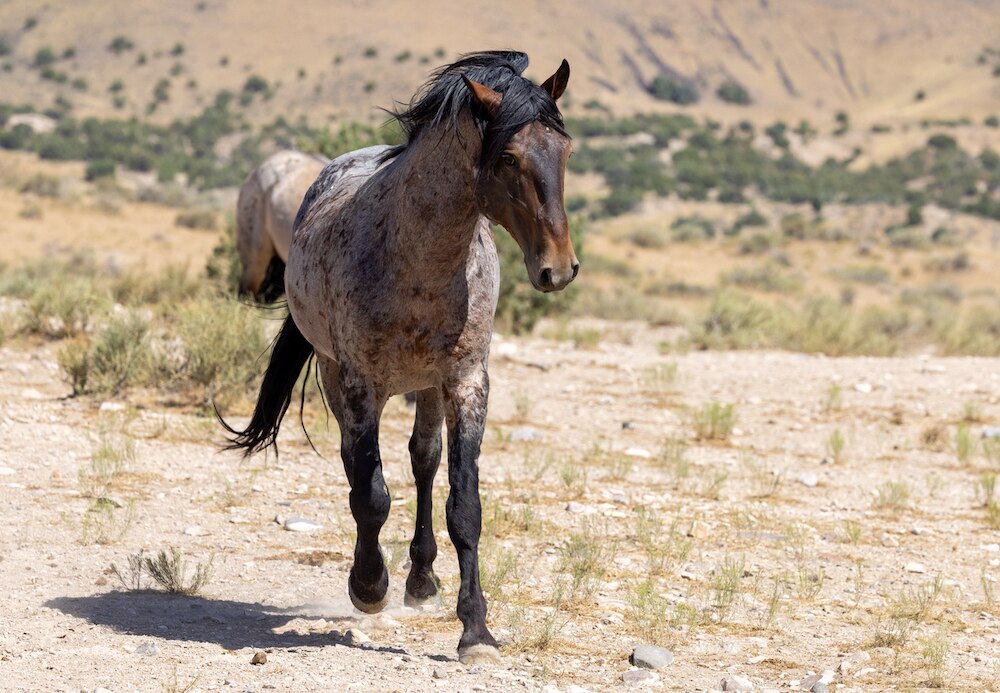 Mustang horse