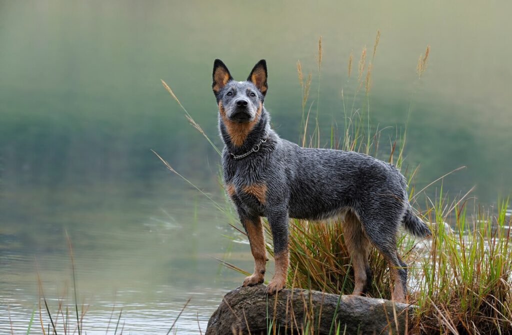 Australian-Cattle-Dog-standing-on-rock
