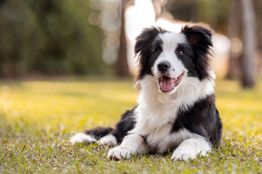black and white border collie lying in grass