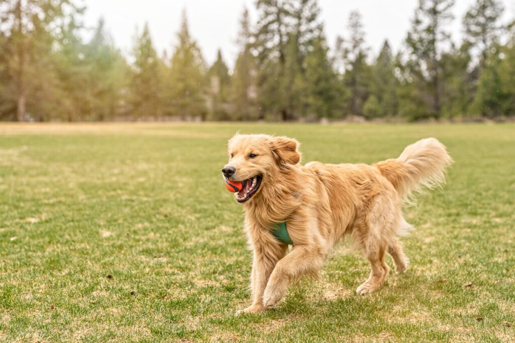 golden retriever running with a ball in his mouth