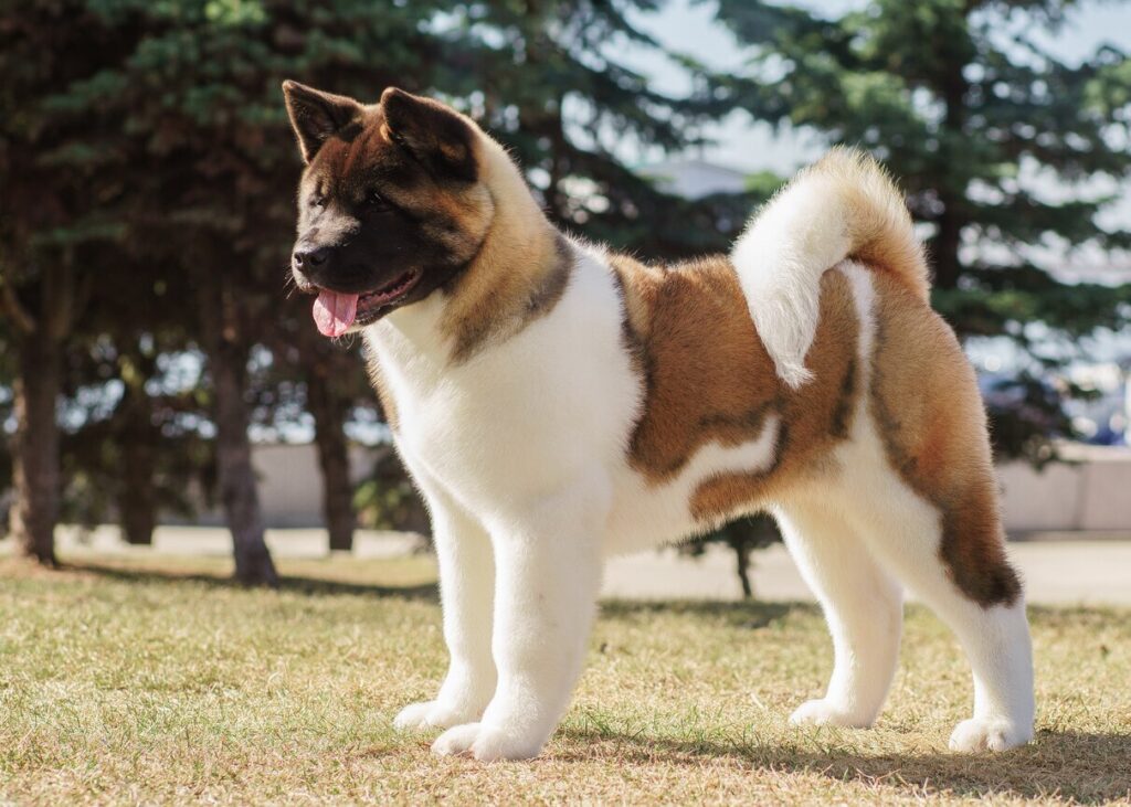 brown and white akita dog standing in a park