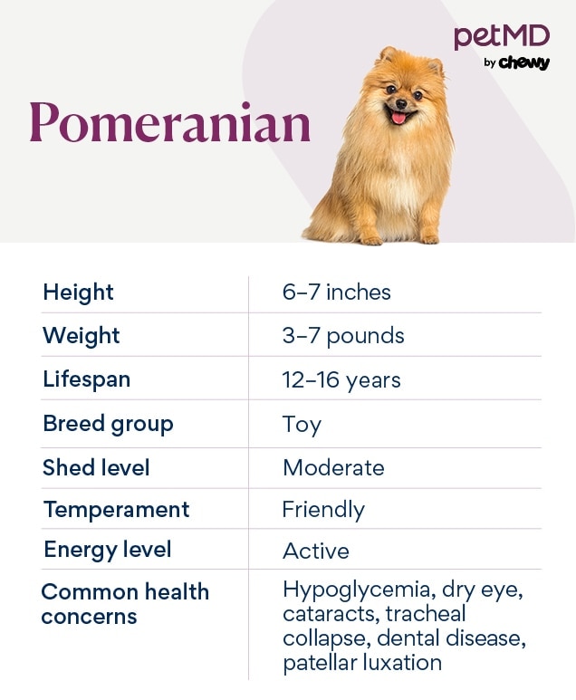 chart depicting a pomeranian's characteristics