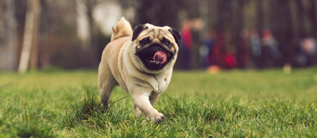 tan-pug-strolling-through-grass