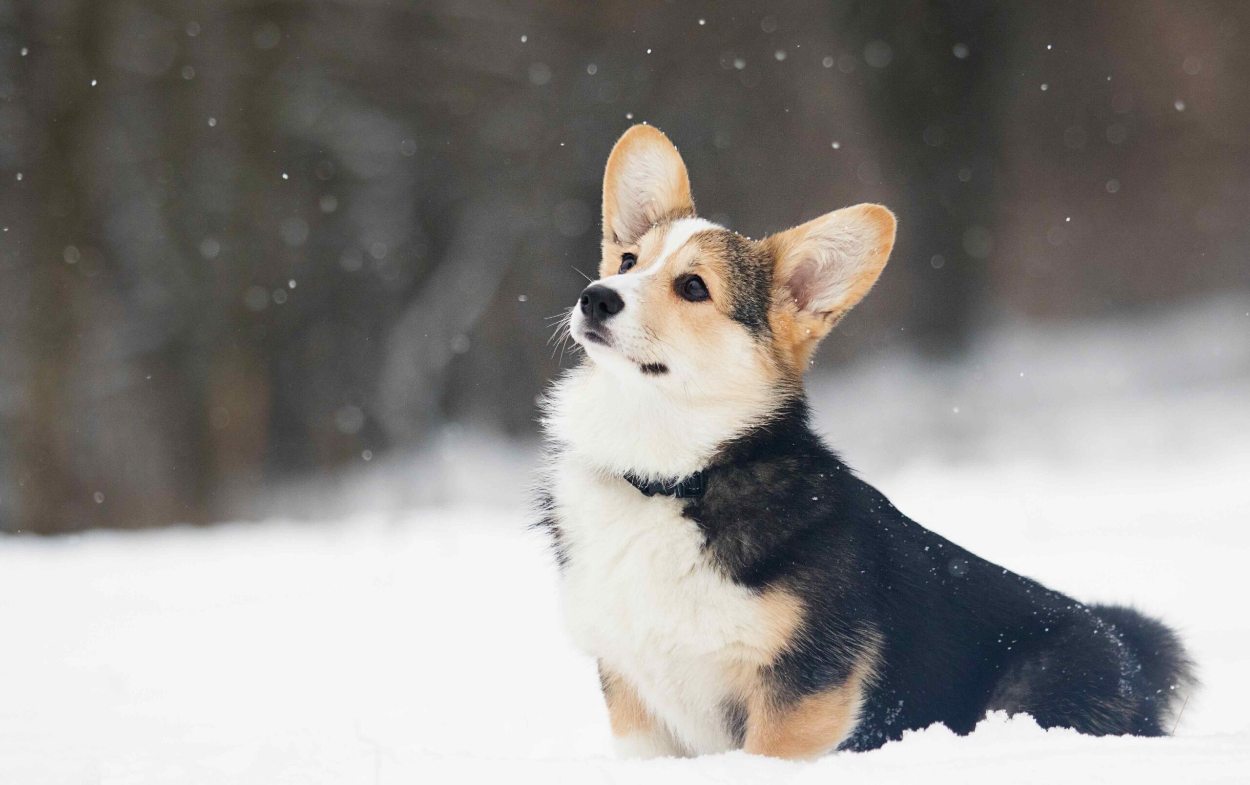 black corgi sitting in snow