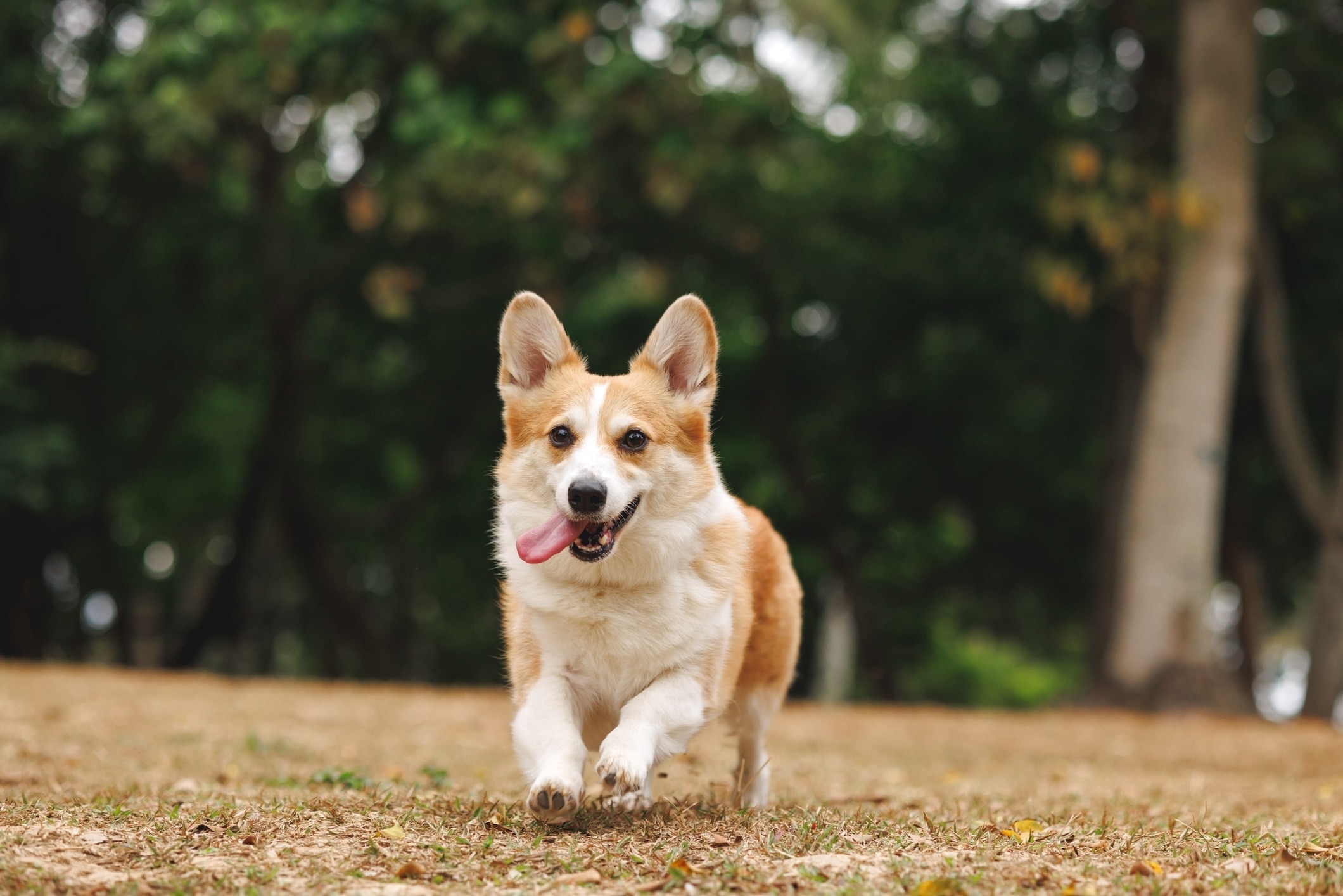 A Pembroke Welsh Corgi running in a park with his tongue out