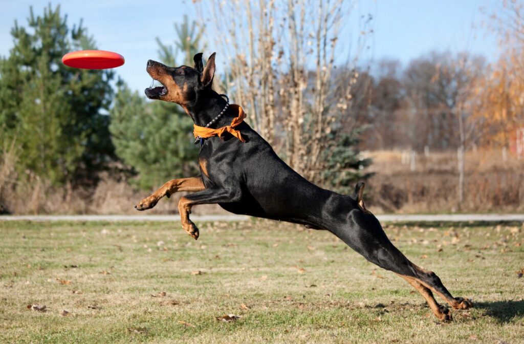 Doberman Pinscher catching a red frisbee