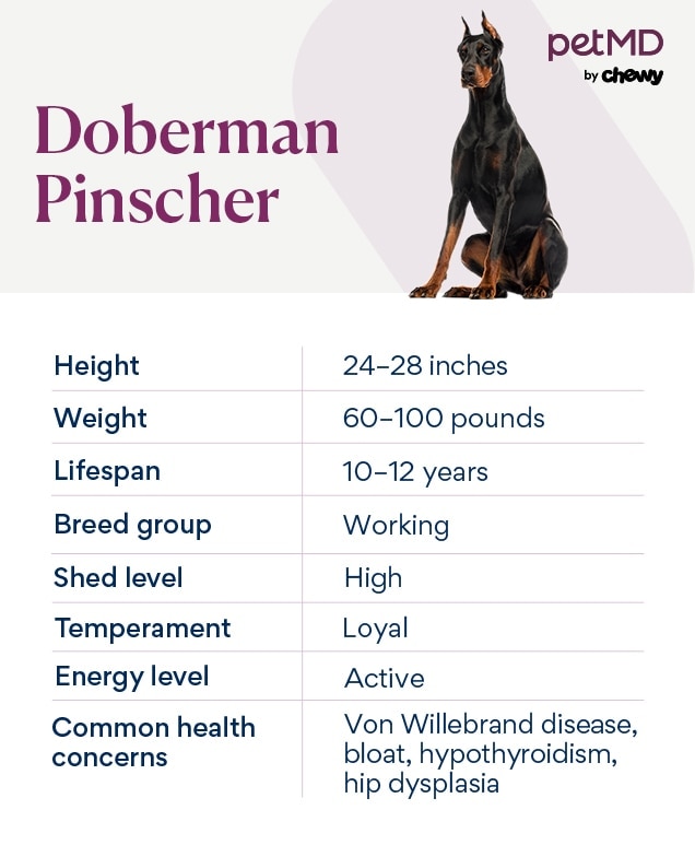 chart depicting doberman pinscher traits