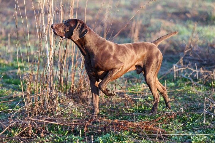 brown english pointer in the field