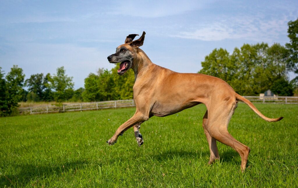 fawn great dane running through green grass