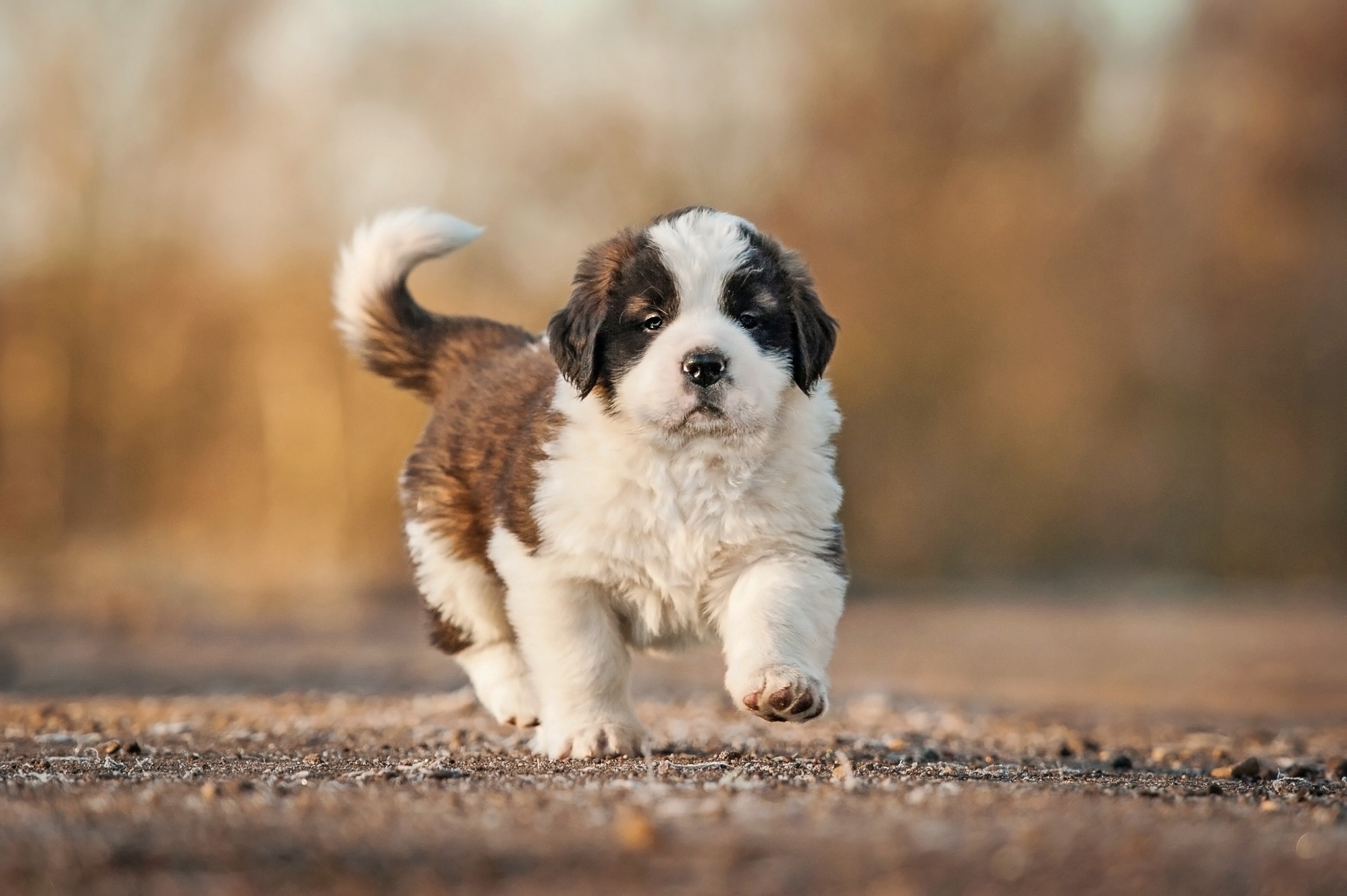 saint bernard puppy walking down a path