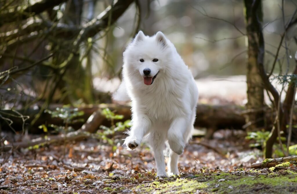 white-samoyed-dog-running-in-woods