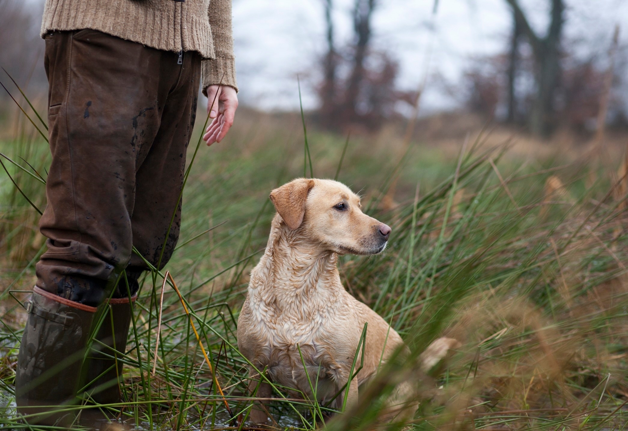 A yellow Labrador Retriever, a hunting dog breed, sitting in tall grass