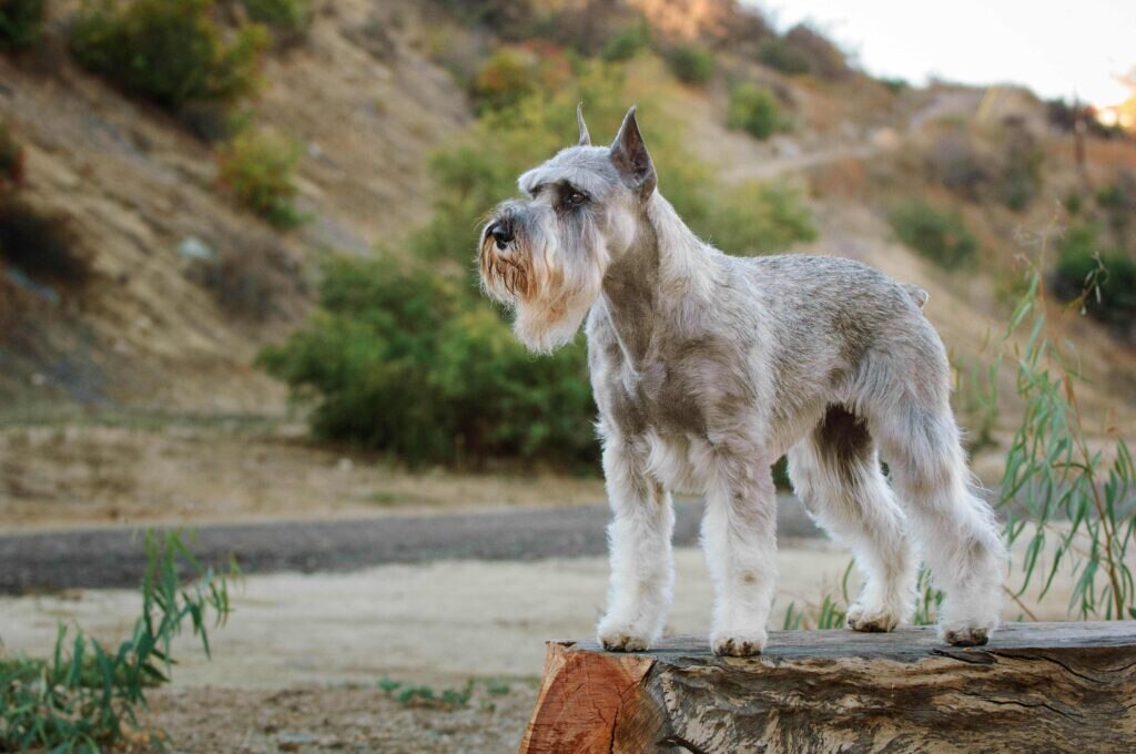 salt and pepper standard schnauzer standing outside