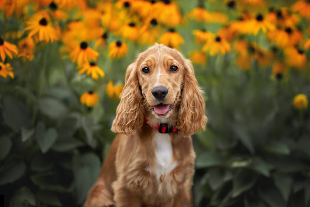 red cocker spaniel dog sitting in front of yellow flowers and smiling, in shallow focus