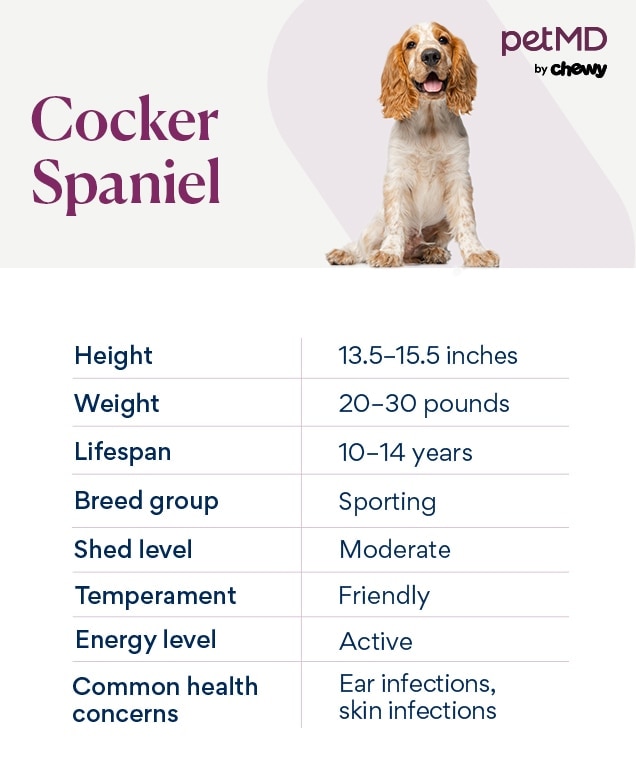 chart depicting a cocker spaniel dog breed's characteristics