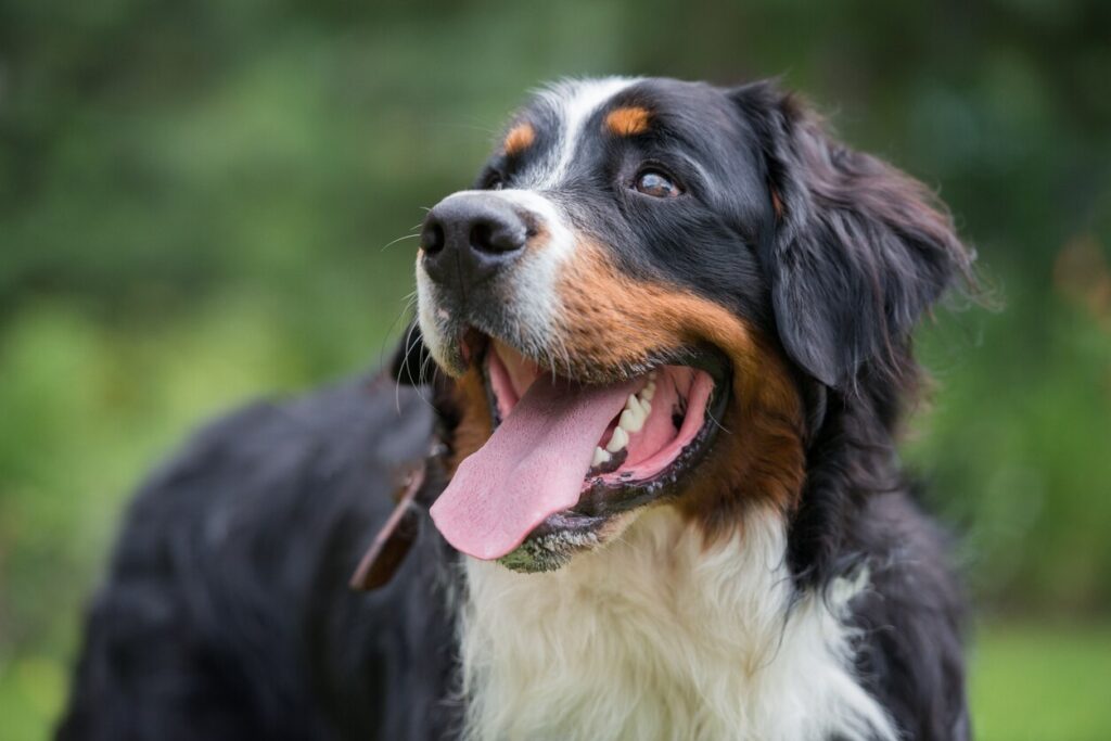 smiling bernese mountain dog outside