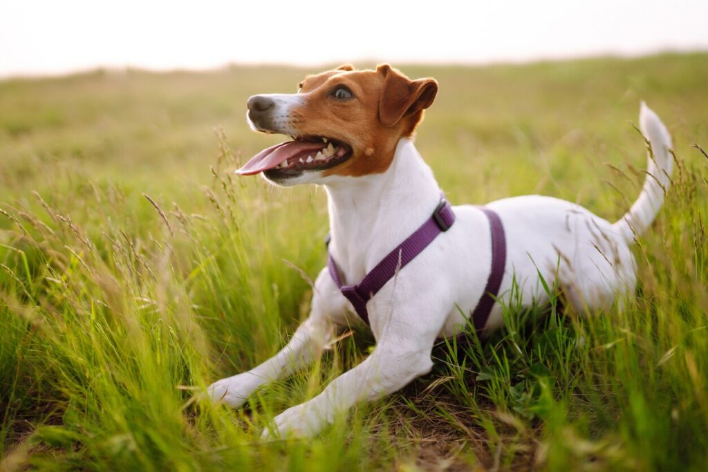 parson jack russell terrier playing outside in the grass