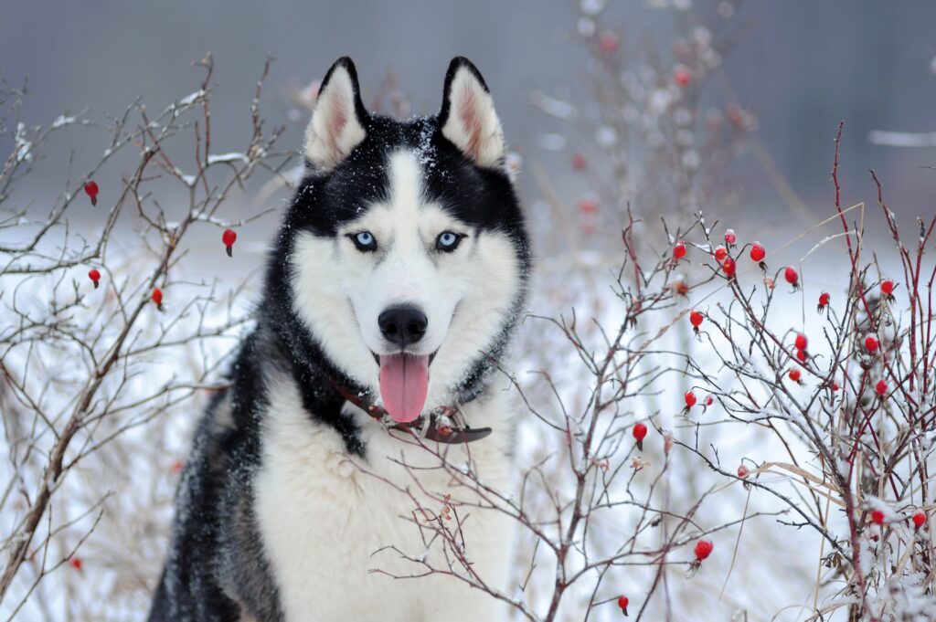 black siberian husky with blue eyes in the winter