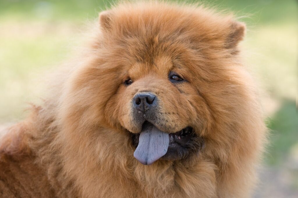 red chow chow dog with a big purple tongue hanging out