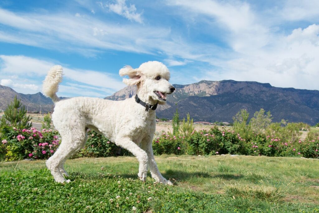 white standard poodle playing outside in the sunshine
