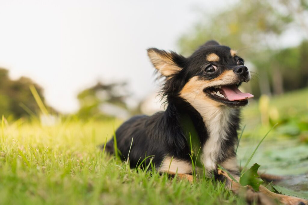 black and tan long-haired chihuahua lying in grass