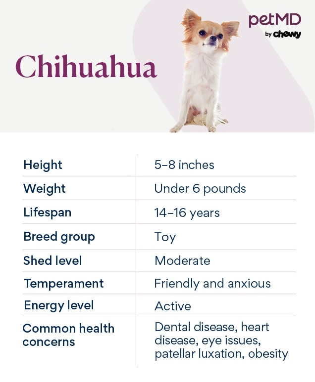 chart depicting a chihuahua's characteristics