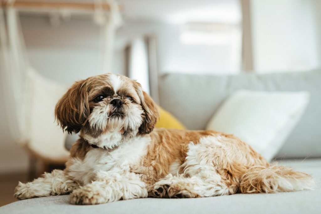 brown and white shih tzu lounging on a couch