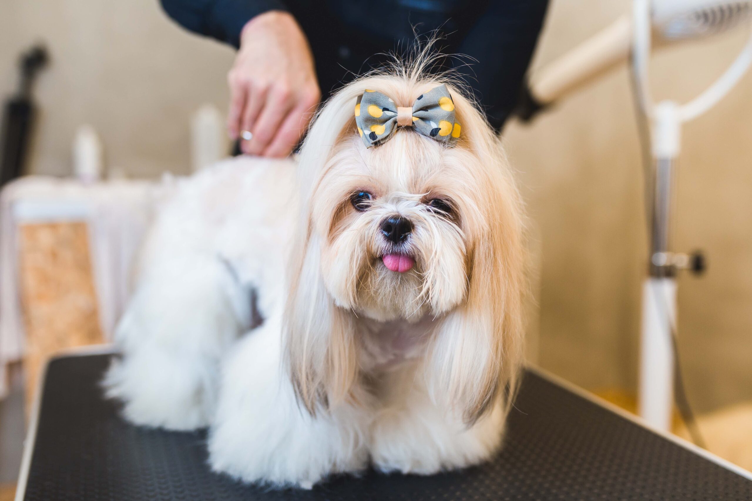 white and tan longhaired shih tzu being groomed
