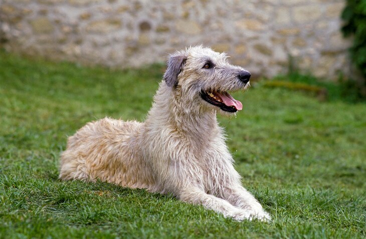 irish wolfhound lying in grass