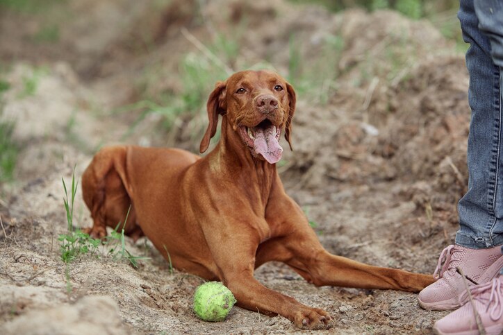 vizsla dog lying in dirt next to a tennis ball