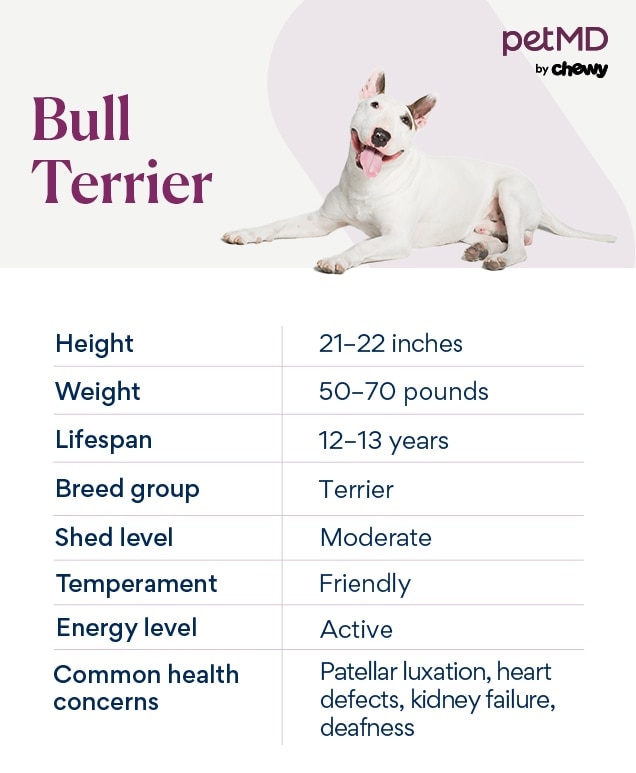 chart depicting bull terrier's breed characteristics