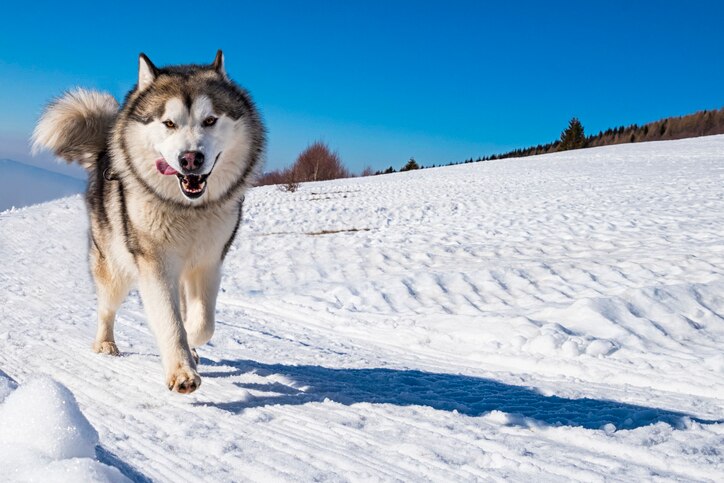 white and gray alaskan malamute running through snow